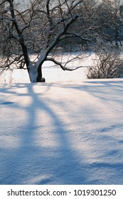 Winter background with branch tree under snow against blue sky