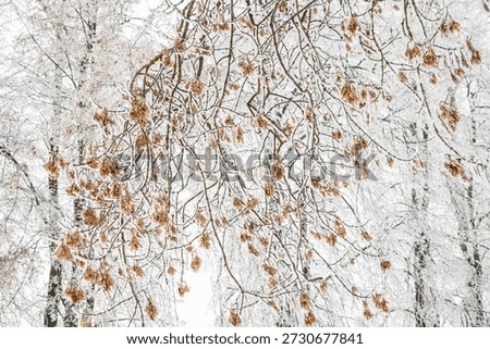 Winter background with branches of ash tree with dry seeds and covered in snow and frost.