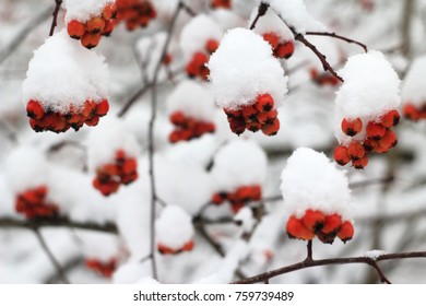 
winter background with branches and berries