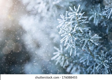 Winter background, close up of frosted pine branch on a snowing day with copy space