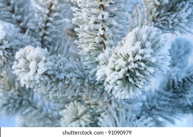 Snowy needles Images, Stock Photos Vectors | Shutterstock