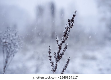 Winter background: first snow in the forest. Heavy snowfall in Sweden. Trees covered in snow. Winter has finally arrived, turning everything white. Perfect for New Year, nature, and winter stories. - Powered by Shutterstock