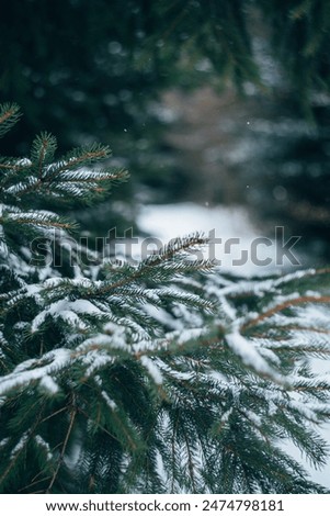 winter background in the forest