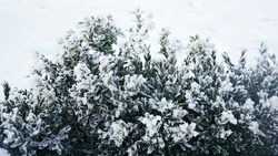 Winter Background With Frosty Boxwood. Evergreen Bushes Of Boxwood Under Snow On The Snowy Background. Plant At Frosty Day.