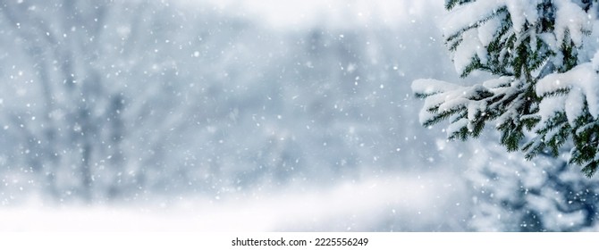 Winter background, winter landscape with snow-covered spruce branches in the forest on a blurred background, copy space - Powered by Shutterstock