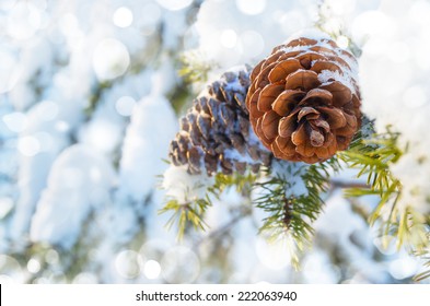 Winter Background With Pine Cones