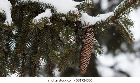 Winter background with pine cones