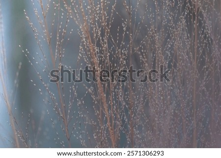 Winter background with sedge dry grass grey frozen sky and white clouds.