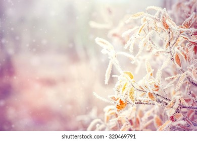 Winter Background with snow branches tree leaves and snowflakes on background Holiday Christmas greeting card 