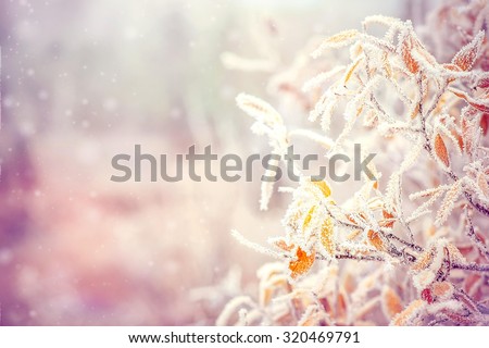 Winter Background with snow branches tree leaves and snowflakes on background Holiday Christmas greeting card 