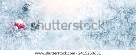 Winter background with snow-covered pine tree branch. Red frozen rowan on  branch of pine tree. Winter scene. Winter bright background.