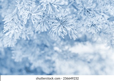 Winter Background With Snowy Pine Branches