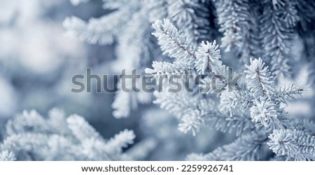 Winter background with spruce trees covered in frost - ice and snow on coniferous trees.