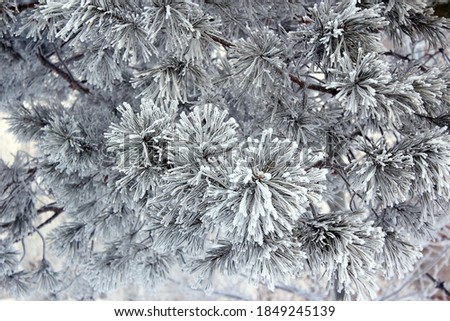 Winter background with trees in the snow. Pine tree in the snow.