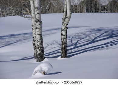 Winter, bare aspens in snow   Cordillera ,Colorado