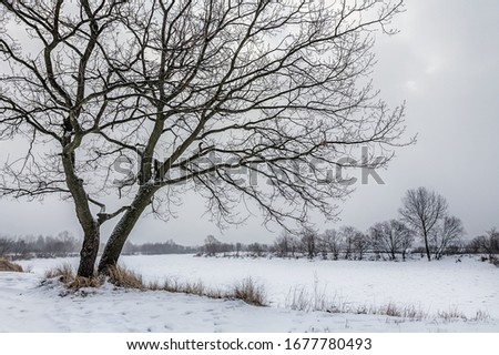 winter bare tree by the river in white snow
