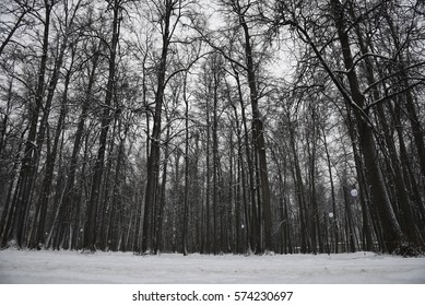 Winter bare trees
