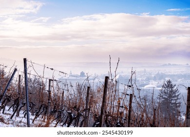 Winter bare vineyard in Wuerzburg; Germany, with rows of dormant vines stretching toward a misty horizon. Scenic foggy town  view and dramatic cloudy sky. - Powered by Shutterstock