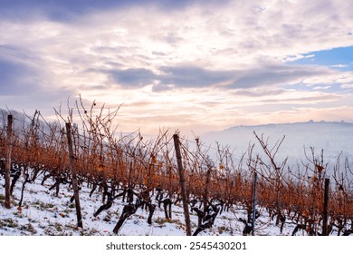 Winter bare vineyard in Wuerzburg; Germany, with rows of dormant vines stretching toward a misty horizon. Scenic foggy town  view and dramatic cloudy sky. - Powered by Shutterstock