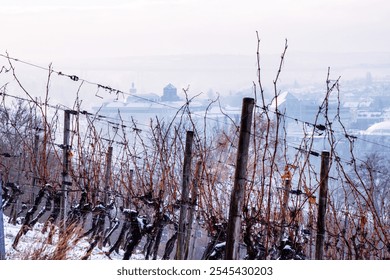 Winter bare vineyard in Wuerzburg; Germany, with rows of dormant vines stretching toward a misty horizon. Scenic foggy town  view and dramatic cloudy sky. - Powered by Shutterstock