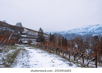 Winter bare vineyard in Wuerzburg; Germany, with rows of dormant vines stretching toward a misty horizon. Scenic foggy town  view and dramatic cloudy sky. - Powered by Shutterstock