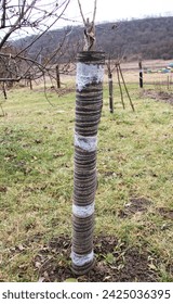 In winter, the bark of fruit trees is protected from hares and other rodents