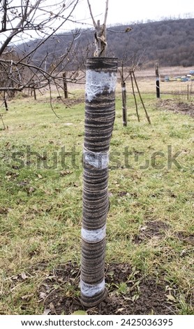 In winter, the bark of fruit trees is protected from hares and other rodents