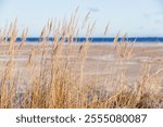 Winter beach landscape, Gulf of Finland on a sunny day in December. Coast of Baltic Sea, natural winter background photo