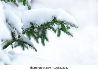 Winter beautiful background. Fir branch in snow. Frozen branch of spruce and light background. 
