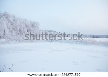 Winter beautiful landscape with field and forest covered with white fluffy snow, selective focus. High quality photo