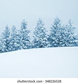 Winter Beautiful Landscape With Snowy Pine Trees