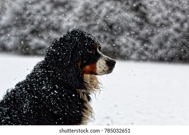 Winter Bernese Mountain Dog Sideview