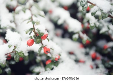 winter berries with snow on bush