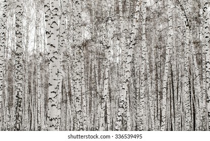 Winter Birch Forest Background