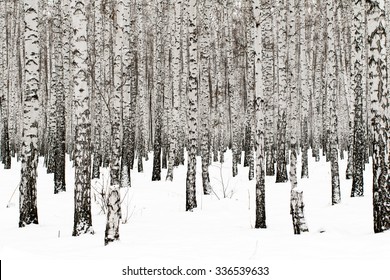 Winter Birch Forest Background