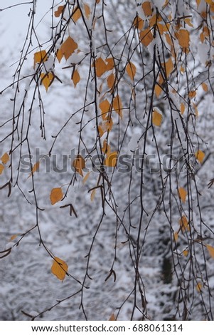 Nebelwald Umwelt Natur