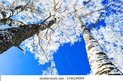 Winter Birch Tree  In Snow Forest 
 Of Nature In Russia, Bottom Up View