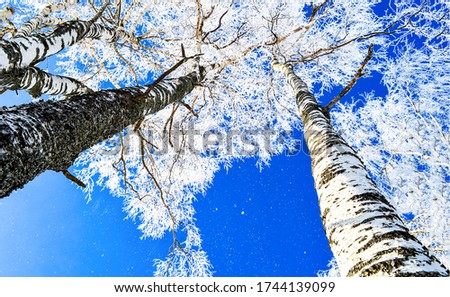 Winter birch tree  in snow forest 
 of nature in Russia, bottom up view