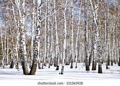 Winter Birch Wood