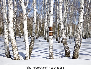 Winter Birch Wood