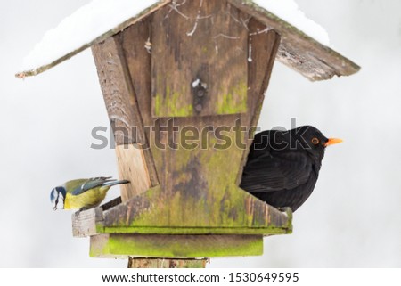Winter bird feeding with a blue tit and Blackbird