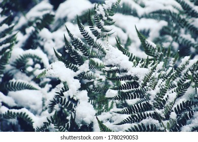 Winter Bliss In Georgia Snow