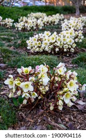 Winter Blooming Flowers In A Parking Lot Garden Median, White Blooms Of Winter's Bliss Hellebore
