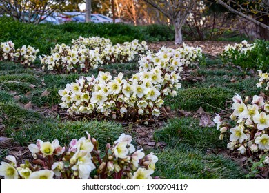 Winter Blooming Flowers In A Parking Lot Garden Median, White Blooms Of Winter's Bliss Hellebore
