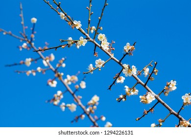 Winter blooming plum - Shutterstock ID 1294226131