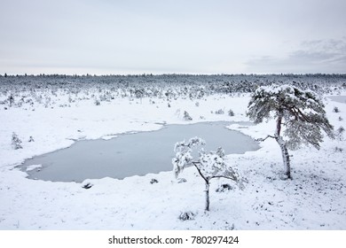 Winter Bog Under Thick Blanket Of Fresh Snow (Hüpassaare Bog, Estonia)