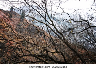 The Winter, Branches Of Tree Is A Snowflake Dressed With Grace And Bones, A Simple Miracle To Behold On Winter's Lonely Road. 