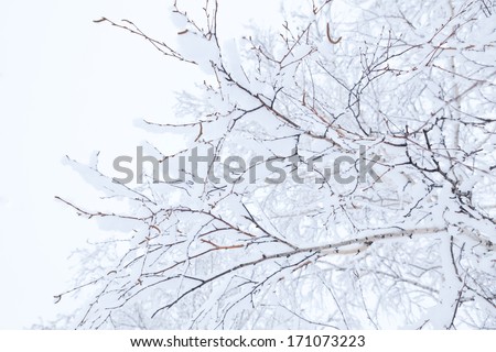 Winter branches of trees in hoarfrost on background snow and white sky