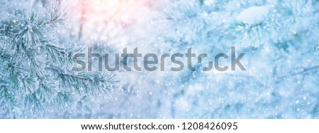 Winter bright background with  pine branch in  frost. Snow-covered pine branches.
