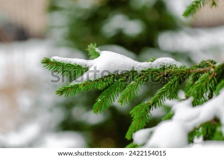 Winter bright background with snow-covered pine branches in the sun. Natural background. Perspective of space.